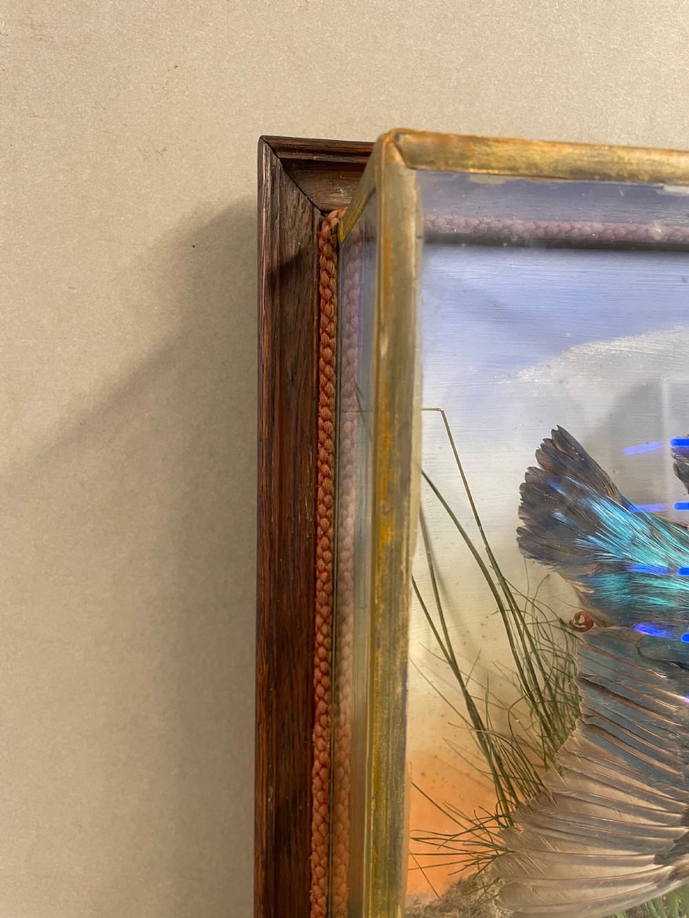 An Antique Cased Taxidermy Kingfisher View IV