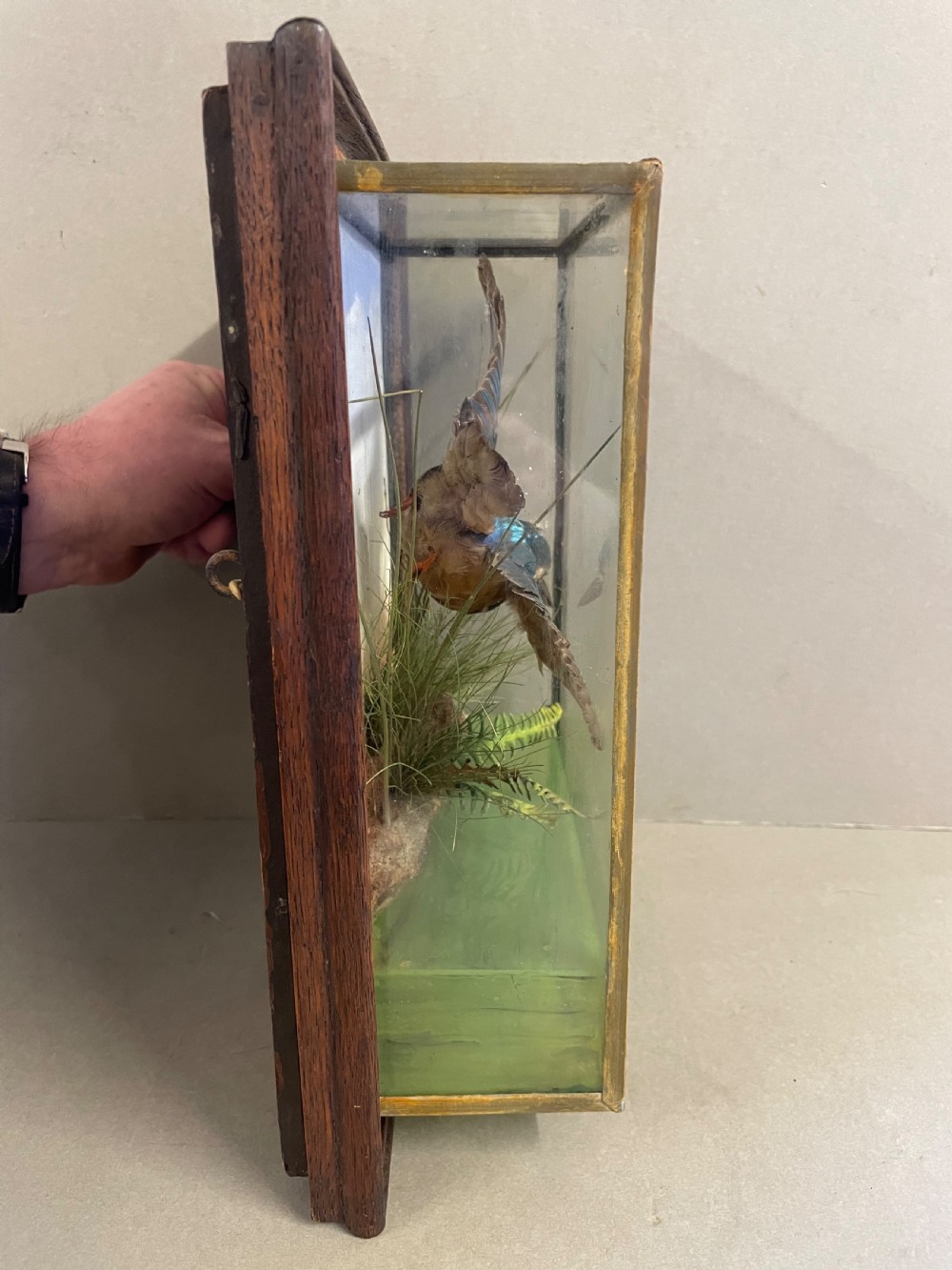 An Antique Cased Taxidermy Kingfisher View V