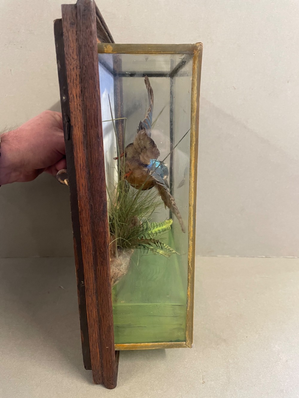 An Antique Cased Taxidermy Kingfisher View VI
