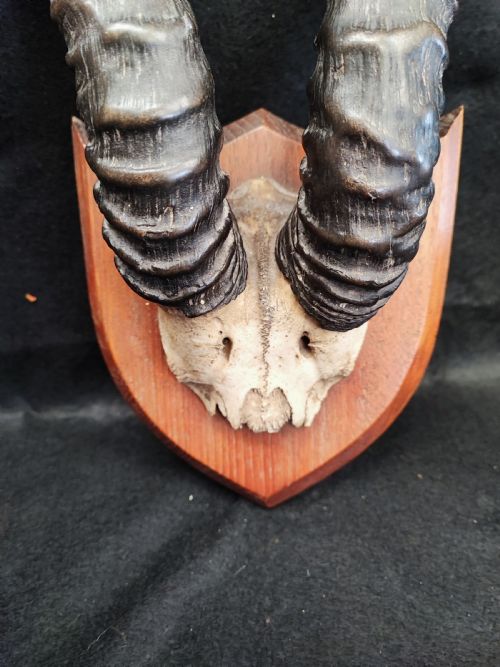 AN ANTIQUE SET OF SPRINGBUCK HORNS FROM THE CAPE COLONY - ADDITIONAL PHOTO 1