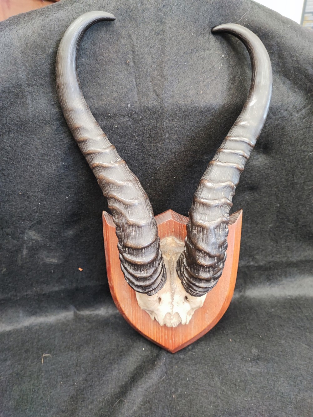 An antique set of springbuck horns from the cape colony.