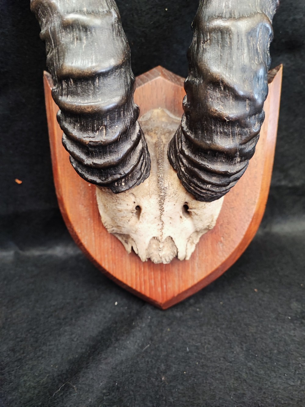 An antique set of springbuck horns from the cape colony. View II