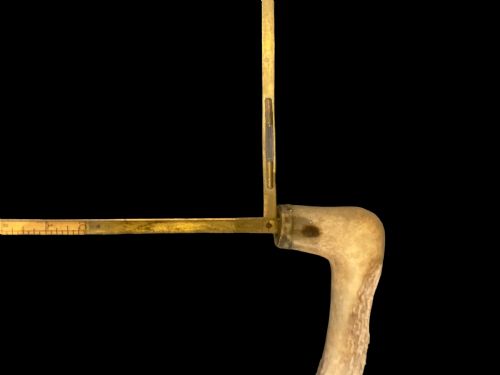 ANTIQUE WALKING STICKHORSE MEASURING CANE - ADDITIONAL PHOTO 2