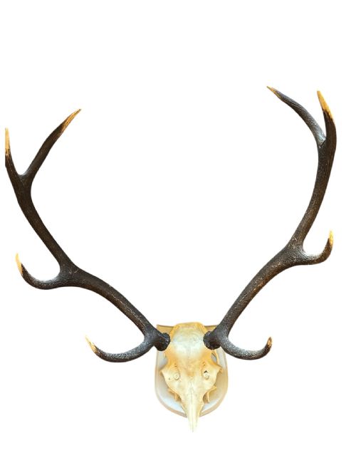 ANTIQUE RED DEER 8 POINT ANTLERS - ADDITIONAL PHOTO 2