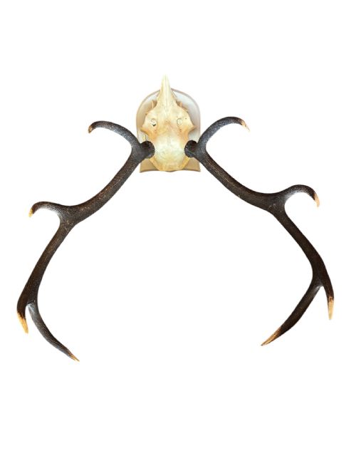 ANTIQUE RED DEER 8 POINT ANTLERS - ADDITIONAL PHOTO 3