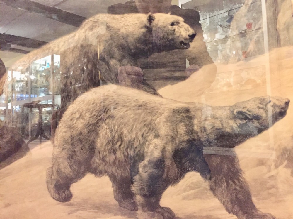 Herbert Dicksee signed original polar bear etching c1920 View II