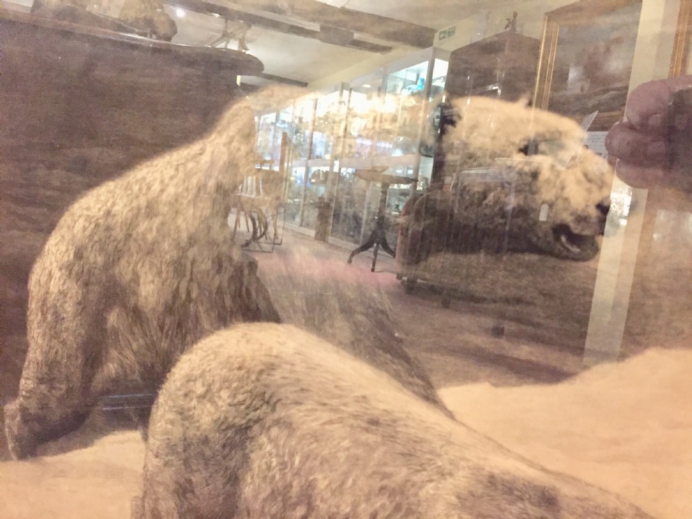 Herbert Dicksee signed original polar bear etching c1920 View V