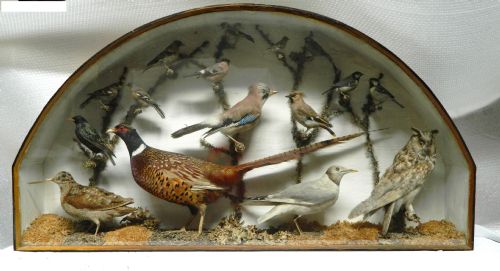 Taxidermy Birds