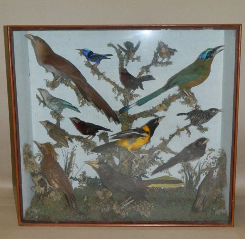 Taxidermy Tropical Birds