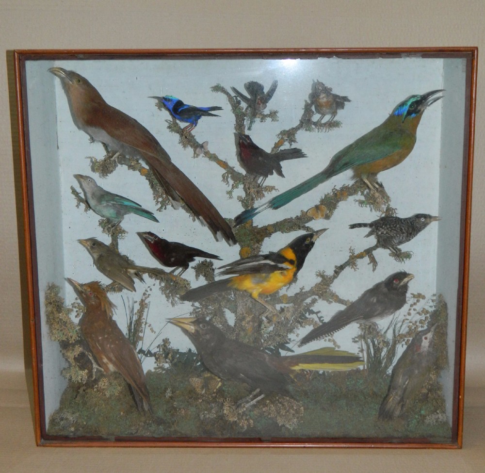 taxidermy tropical birds