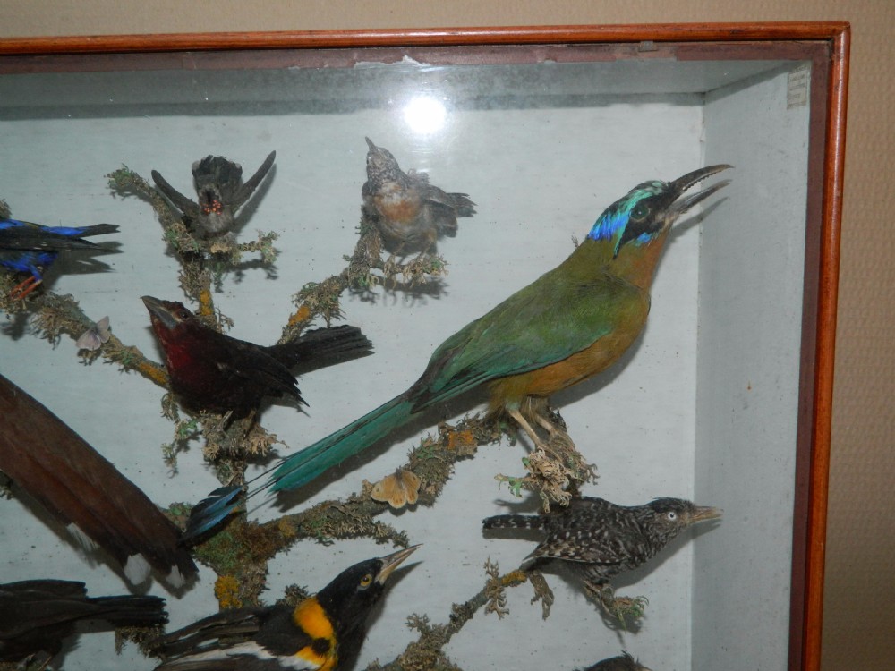 taxidermy tropical birds View II