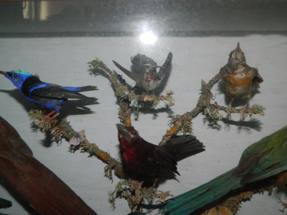 taxidermy tropical birds View III