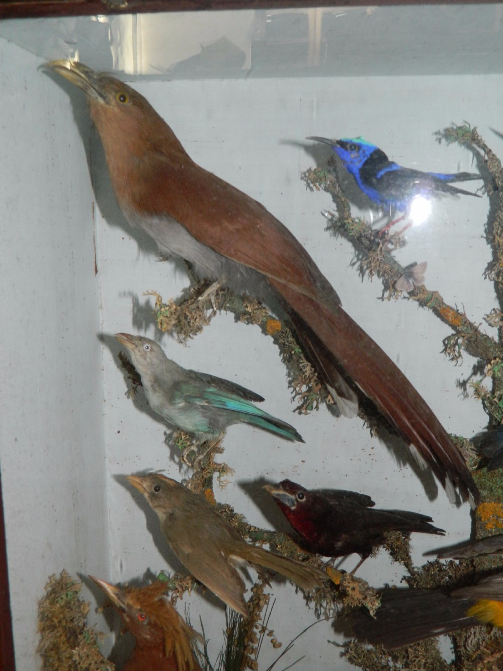 taxidermy tropical birds View IV