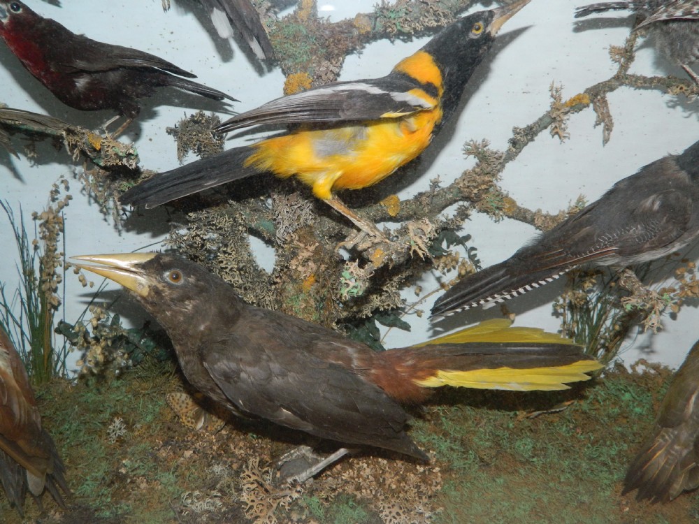taxidermy tropical birds View V