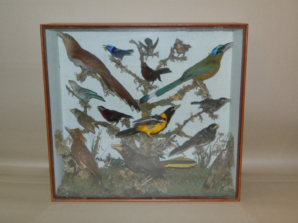 taxidermy tropical birds View VII