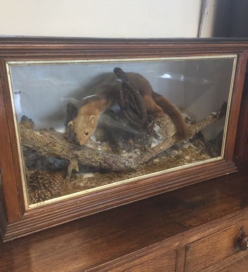 Museum Cased Pine Martin Well Mounted