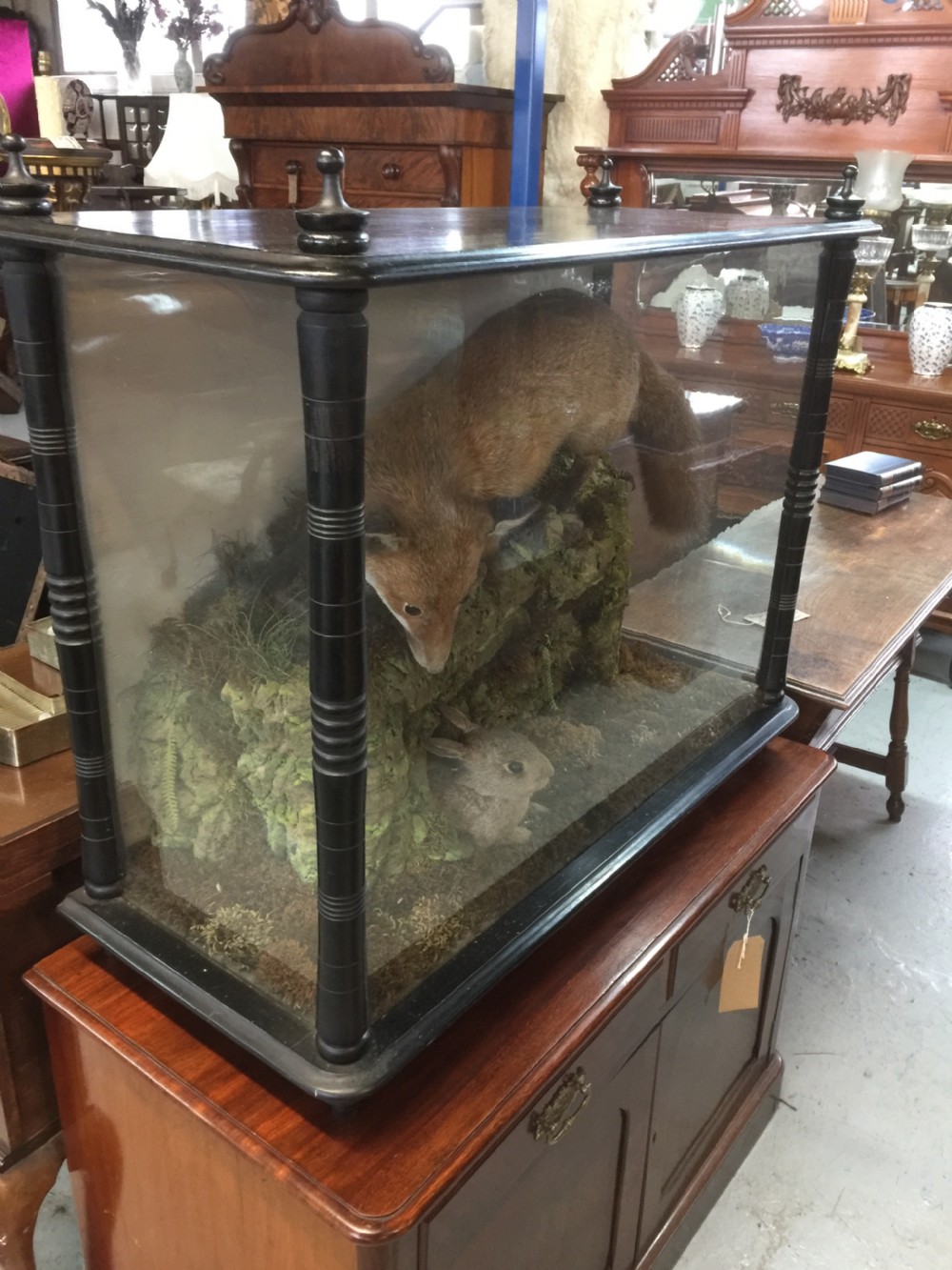 Nineteenth century cased taxidermy View II