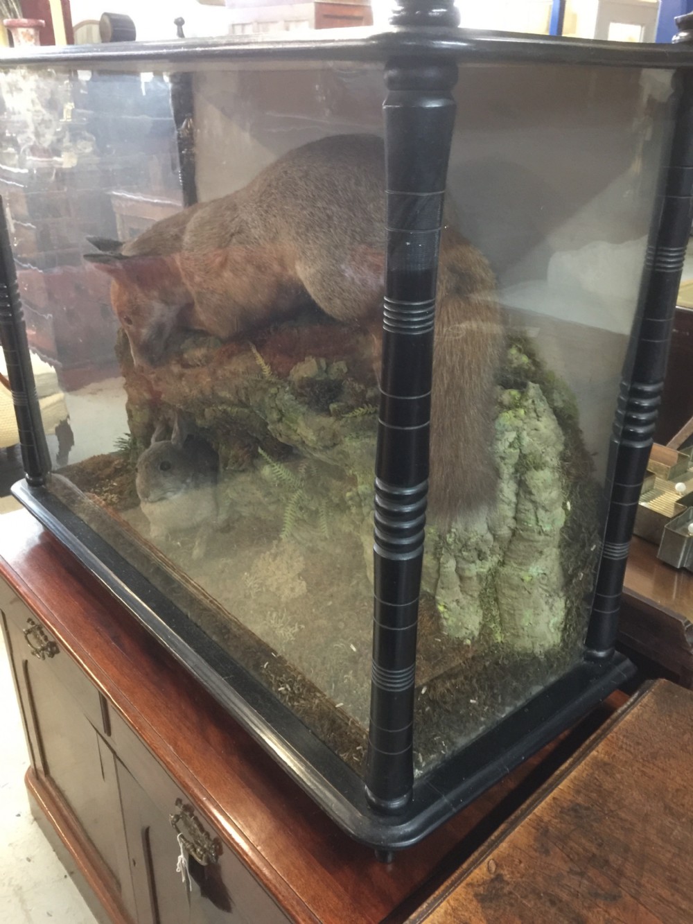 Nineteenth century cased taxidermy View IV