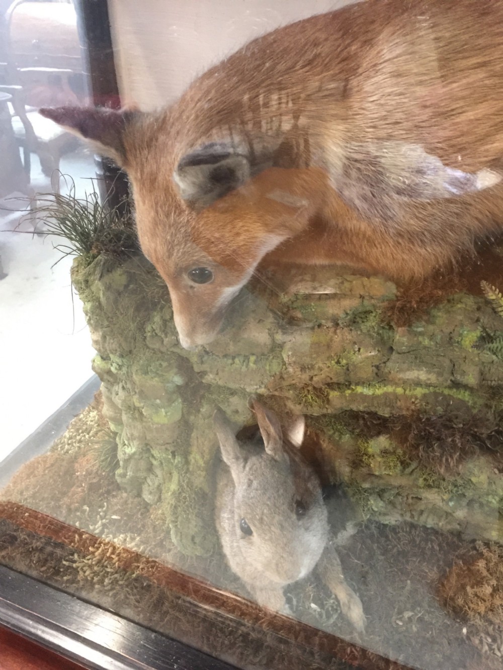 Nineteenth century cased taxidermy View V