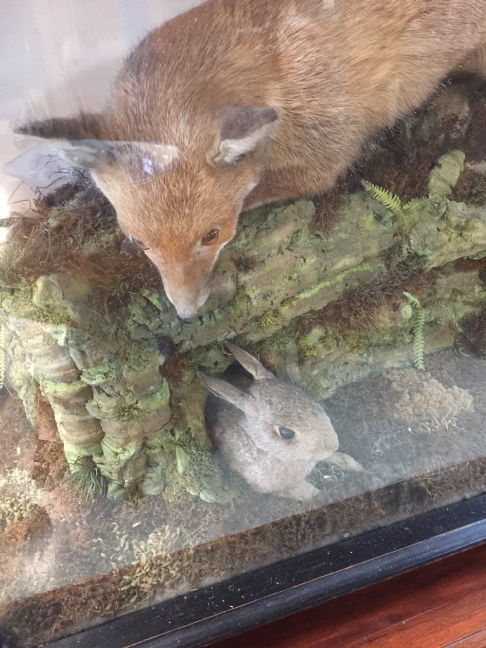 Nineteenth century cased taxidermy View VI