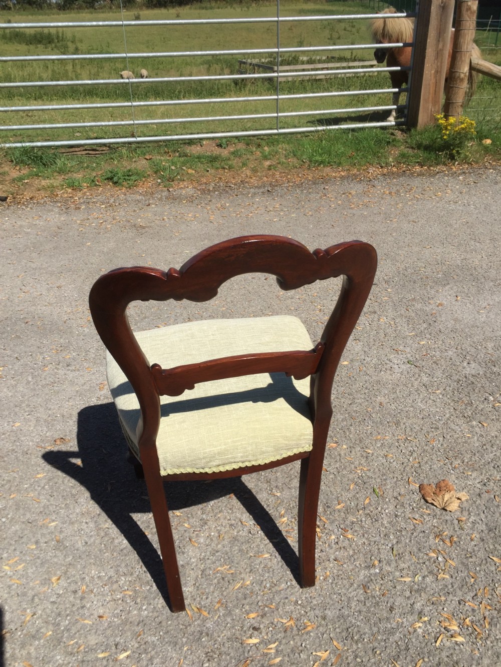 Six nineteenth century carved mahogany balloon backed dining chairs  View IX