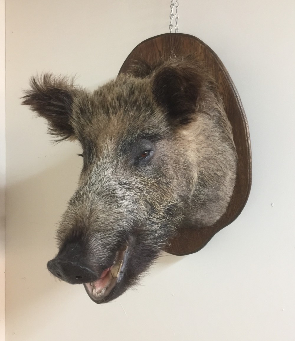 Large trophy mounted boars head 