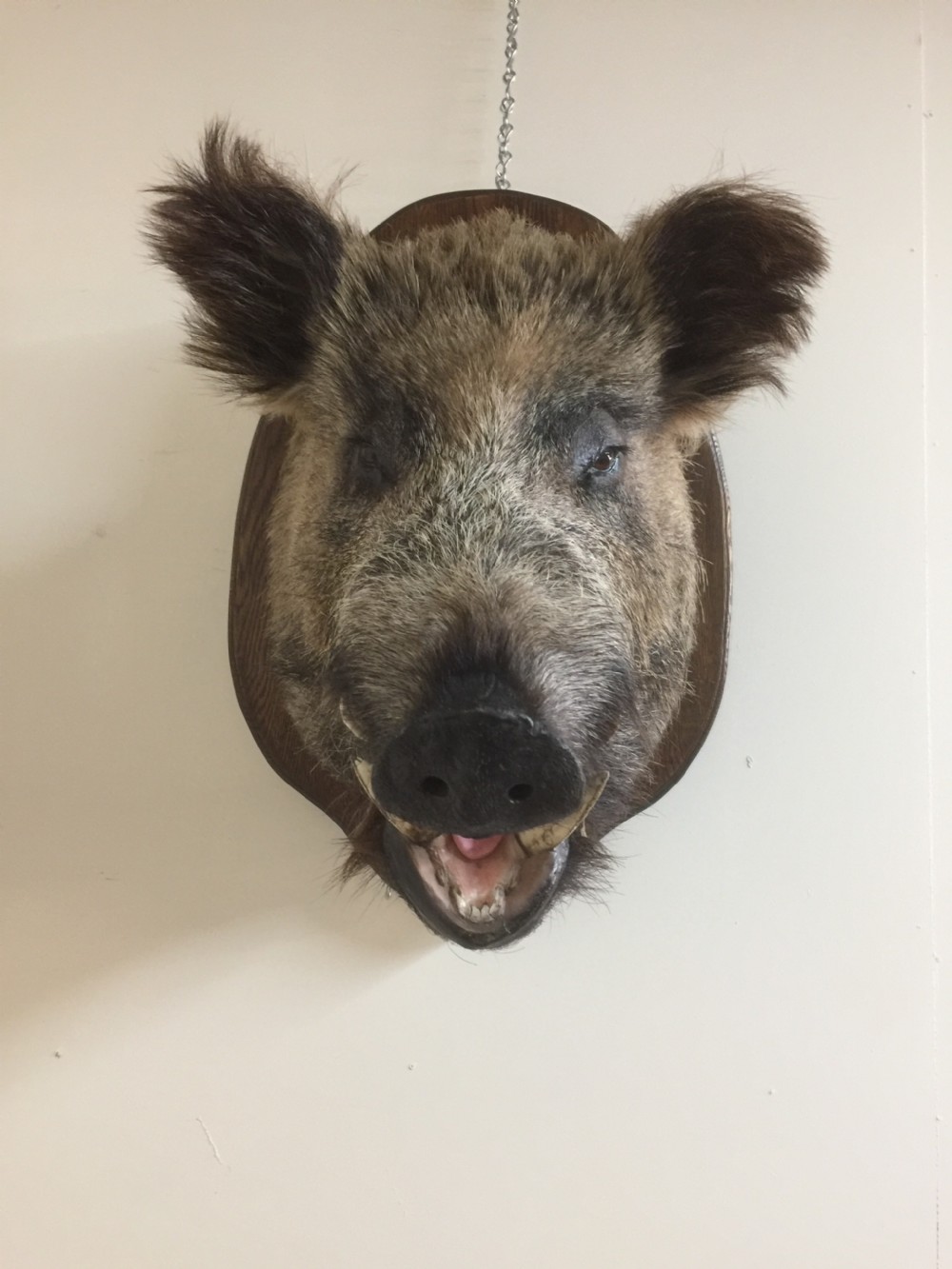 Large trophy mounted boars head  View II