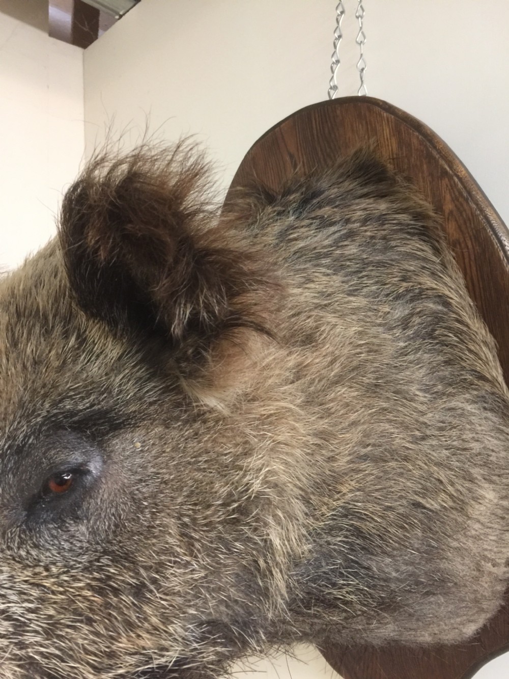 Large trophy mounted boars head  View III