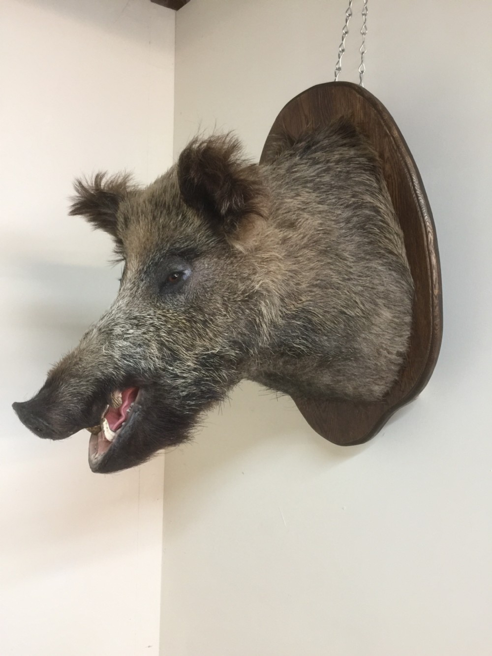 Large trophy mounted boars head  View V