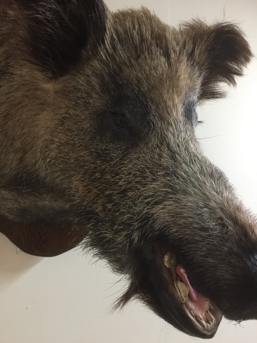 Large trophy mounted boars head  View VI