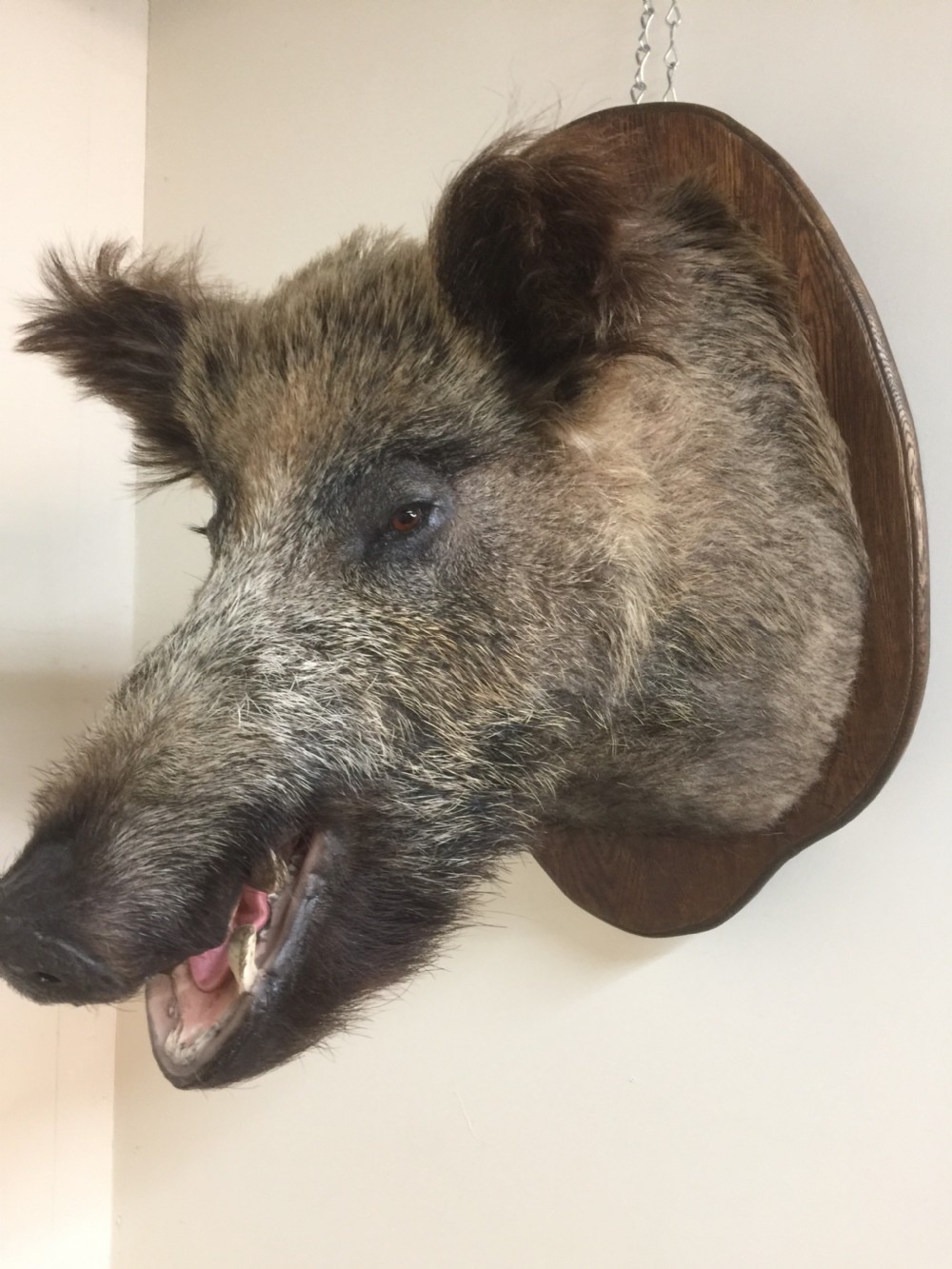 Large trophy mounted boars head  View VII