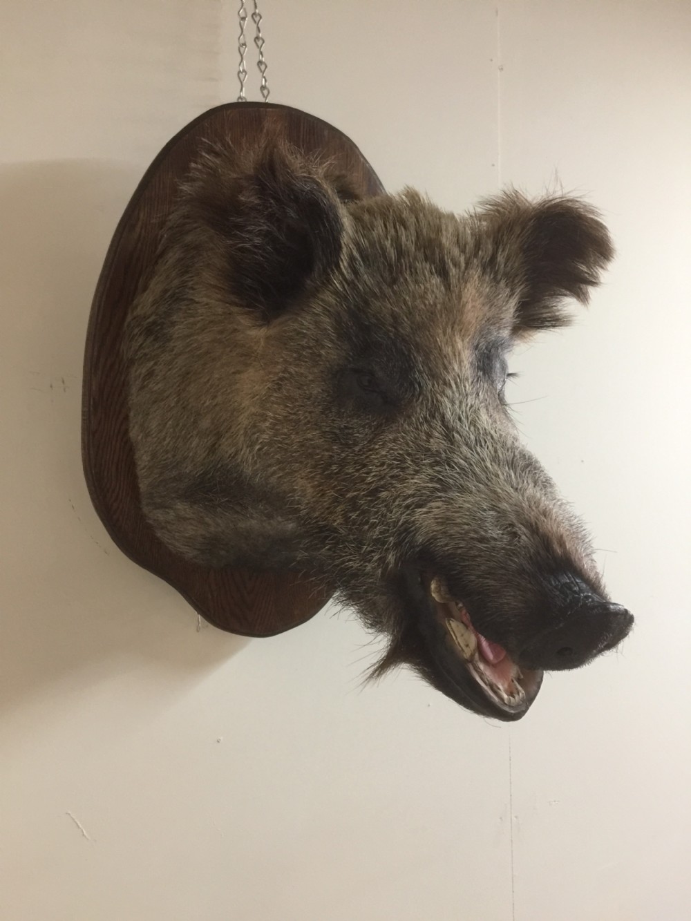 Large trophy mounted boars head  View VIII