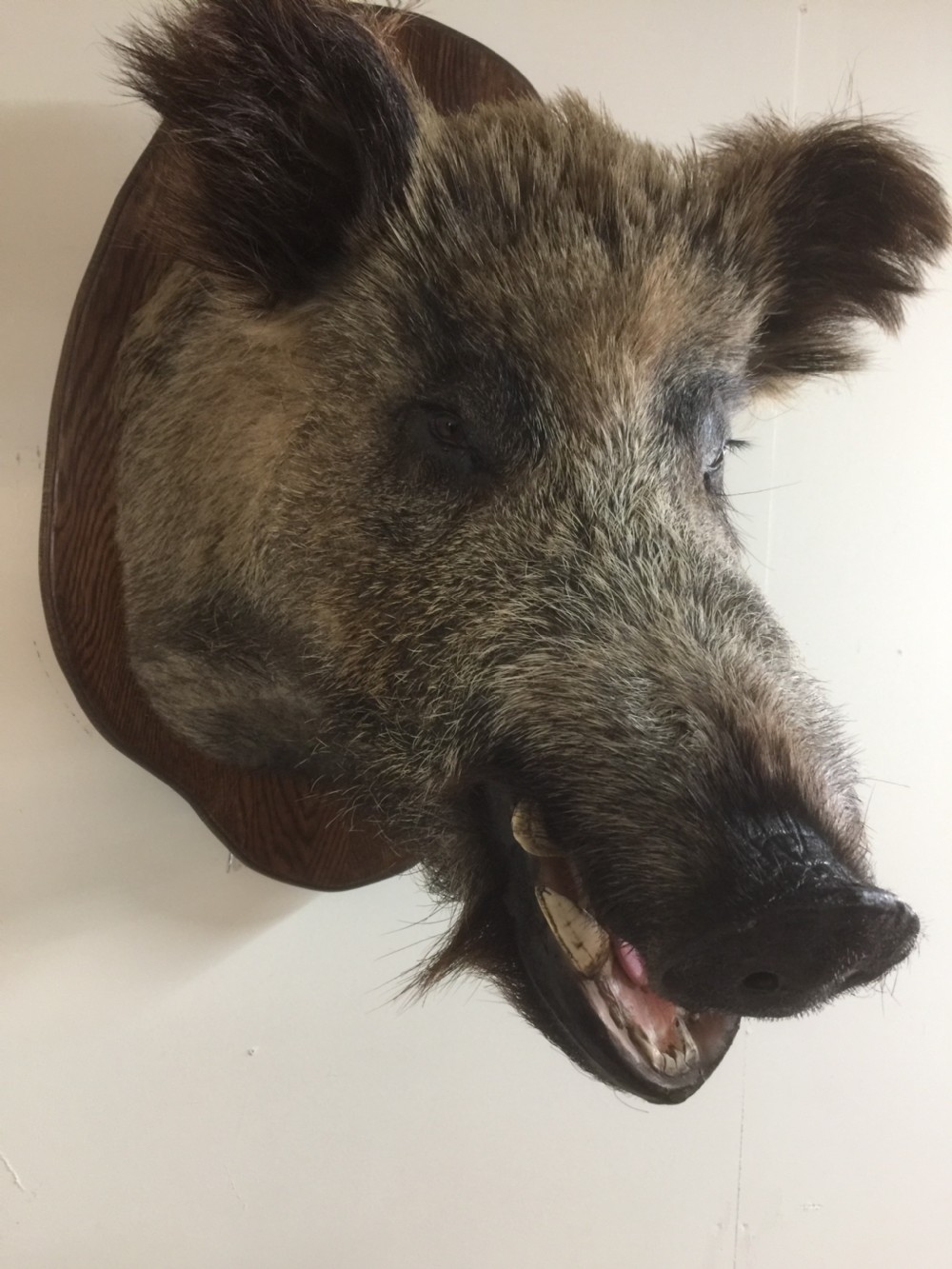 Large trophy mounted boars head  View IX
