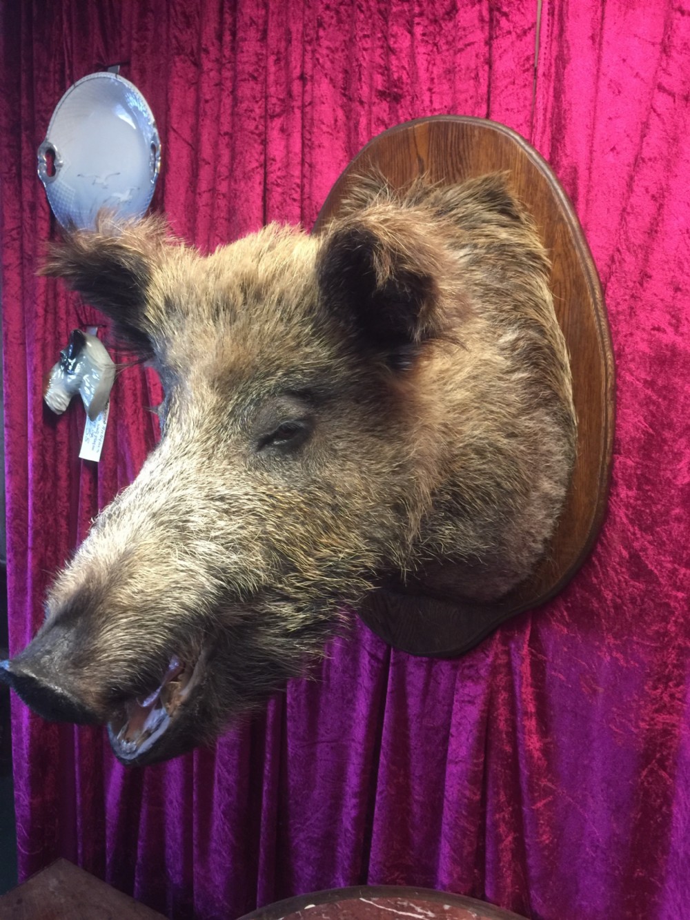 Large trophy mounted boars head  View X