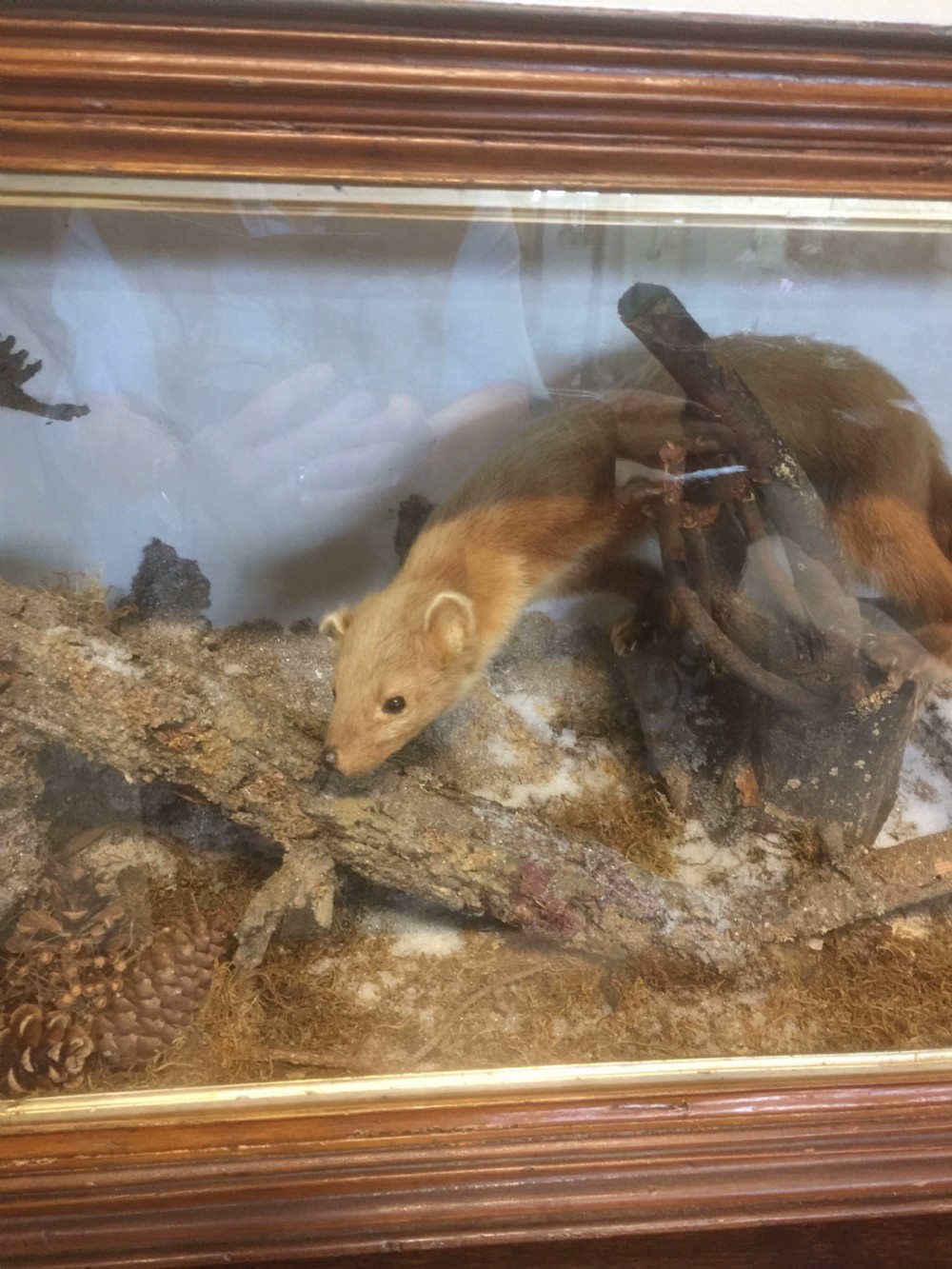 Museum cased Pine Martin Well mounted View IV