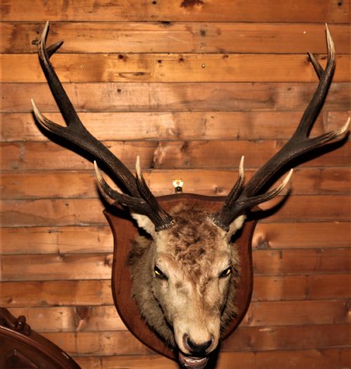 Stags Head.