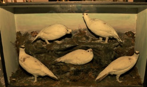 Taxidermy Ptarmigan Scottich Birds.