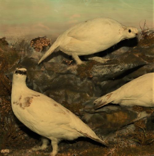 fig 1. Taxidermy Ptarmigan Scottich birds.
