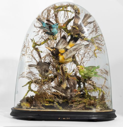 Victorian Taxidermy of Birds Under a Dome.
