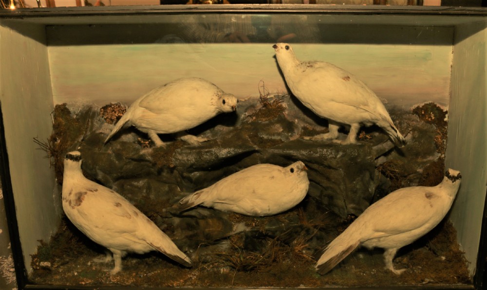 Taxidermy Ptarmigan Scottich birds.