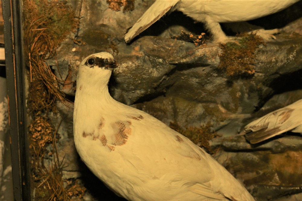 Taxidermy Ptarmigan Scottich birds. View IV