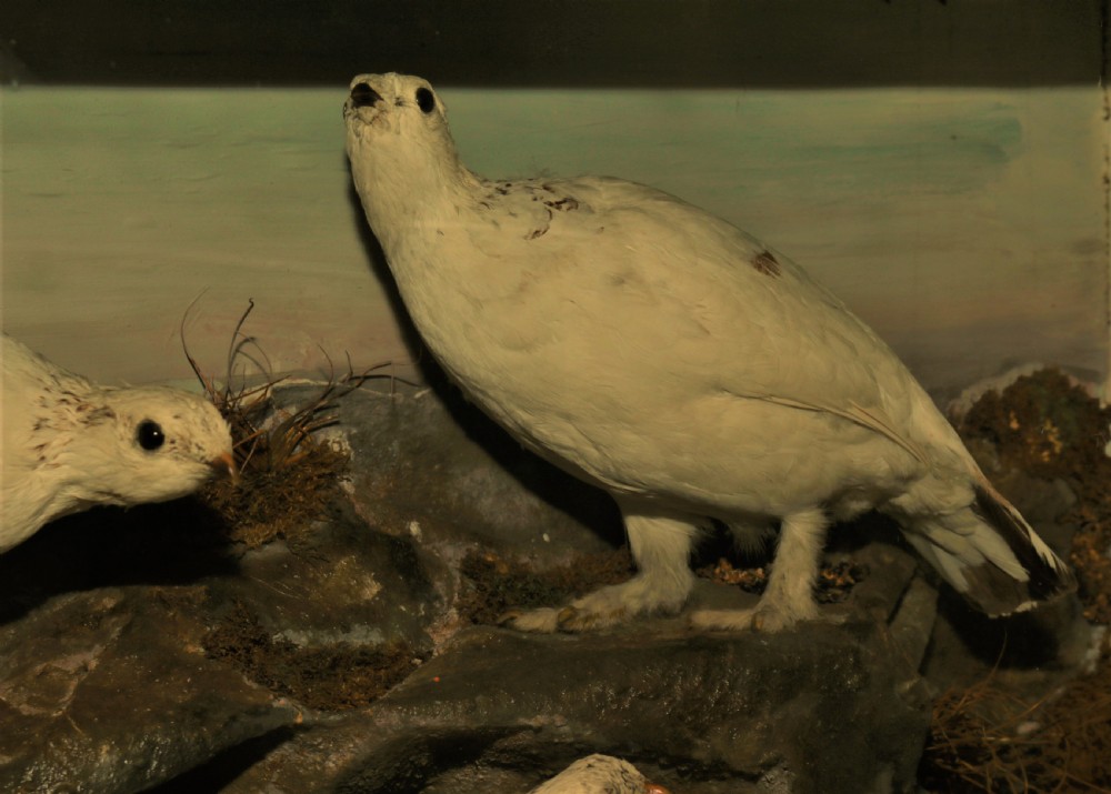 Taxidermy Ptarmigan Scottich birds. View V