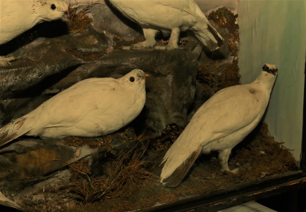 Taxidermy Ptarmigan Scottich birds. View VI