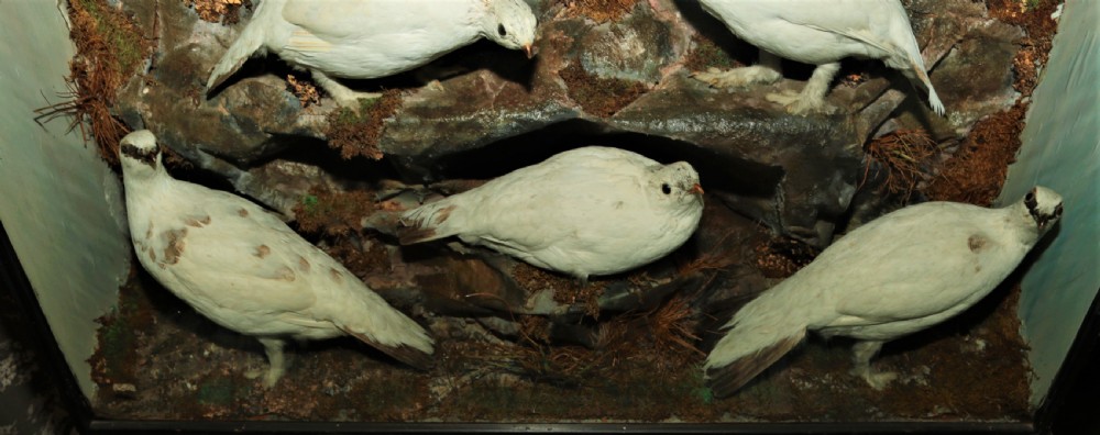 Taxidermy Ptarmigan Scottich birds. View VII