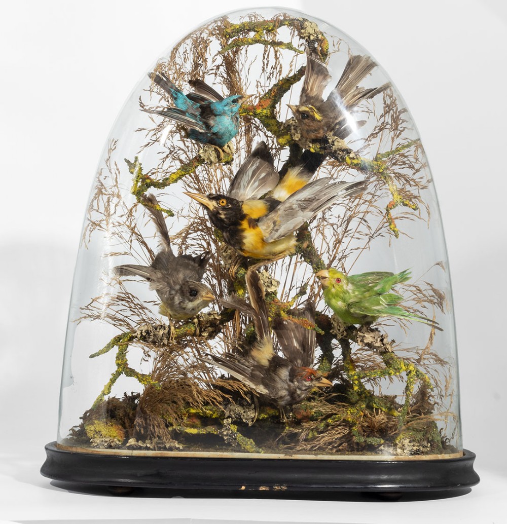 Victorian taxidermy of birds under a dome.