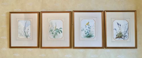 20th century botanical watercolours - CATEGORY: ANTIQUE ART - DATED 1910