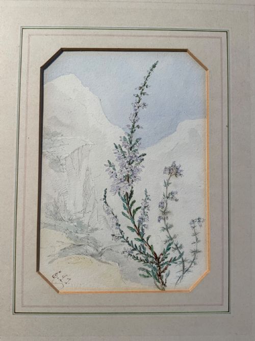 20TH CENTURY BOTANICAL WATERCOLOURS - ADDITIONAL PHOTO 1