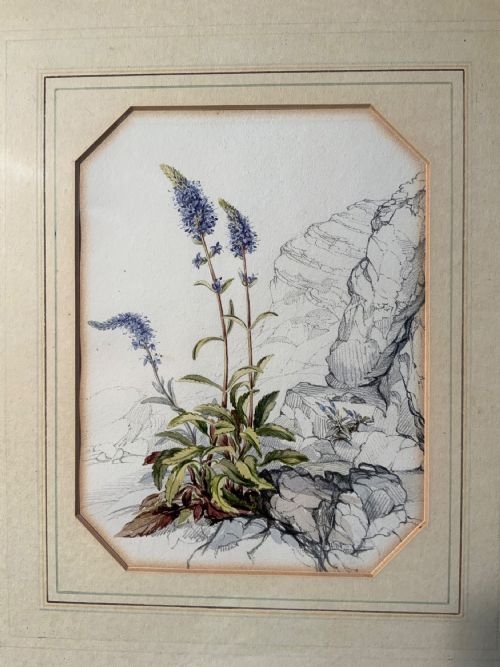 20TH CENTURY BOTANICAL WATERCOLOURS - ADDITIONAL PHOTO 2