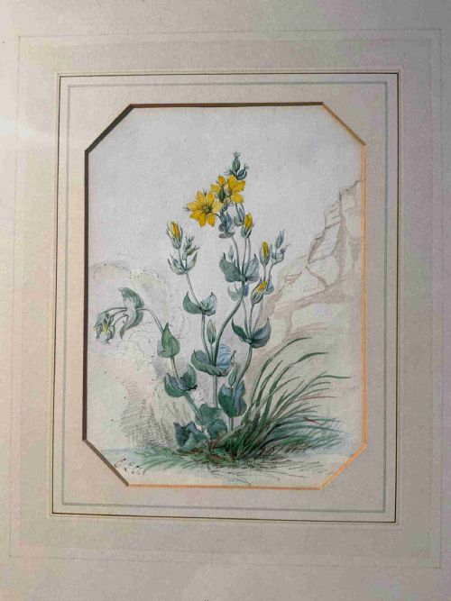 20TH CENTURY BOTANICAL WATERCOLOURS - ADDITIONAL PHOTO 4