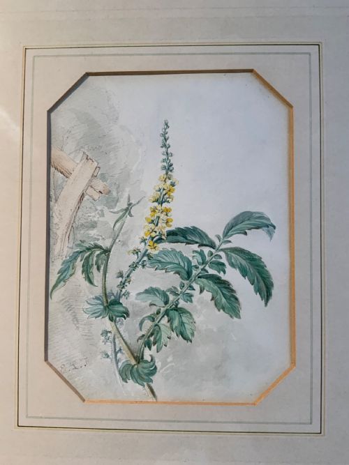 20TH CENTURY BOTANICAL WATERCOLOURS - ADDITIONAL PHOTO 3